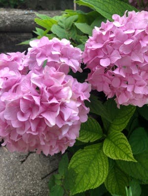 Review from Cristina