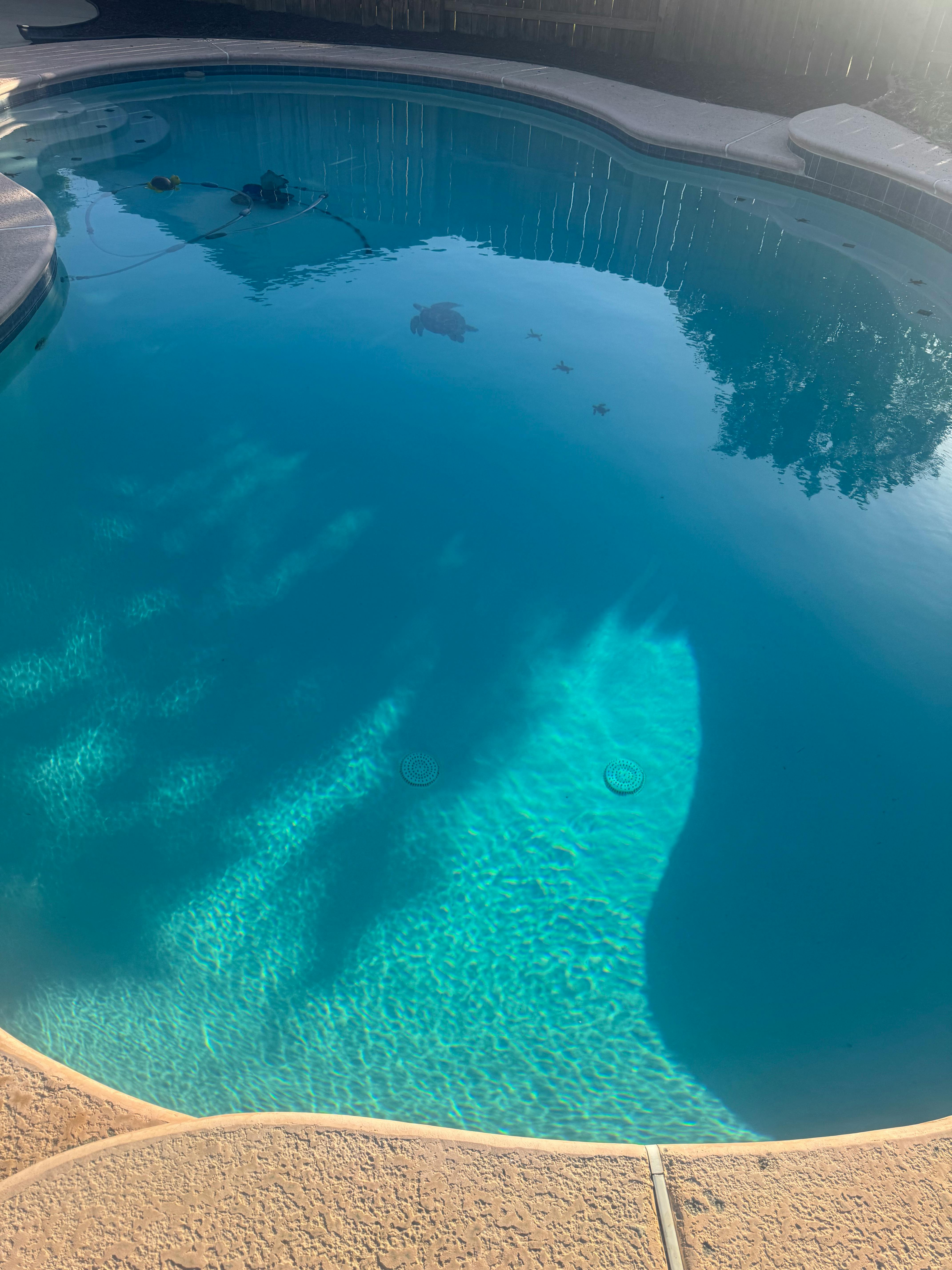Turtle Cove - Private Pool in Coalinga - Swimply